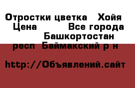 Отростки цветка  “Хойя“ › Цена ­ 300 - Все города  »    . Башкортостан респ.,Баймакский р-н